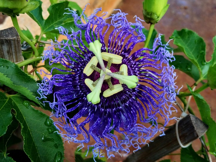 Threaded flower