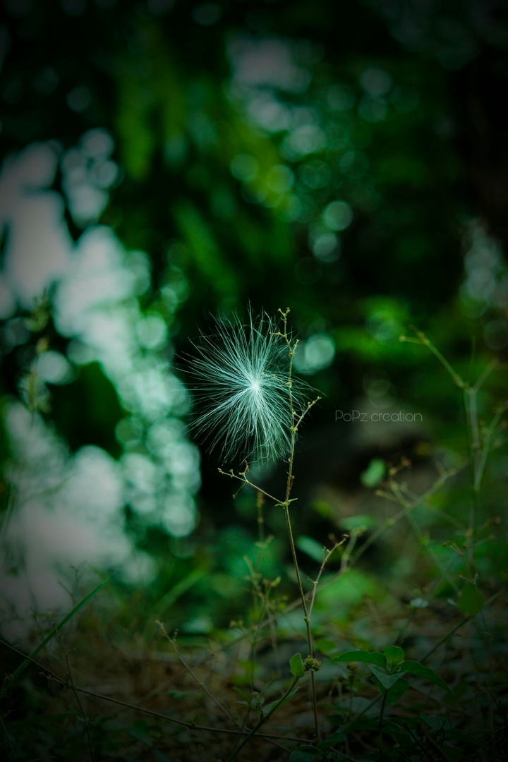 kerala photography