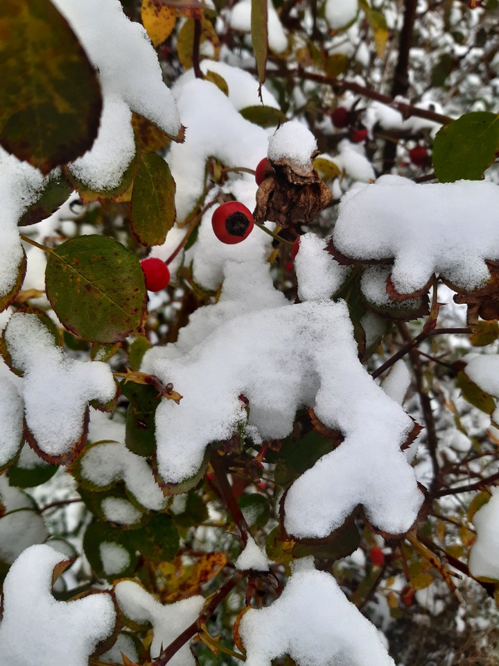 winter