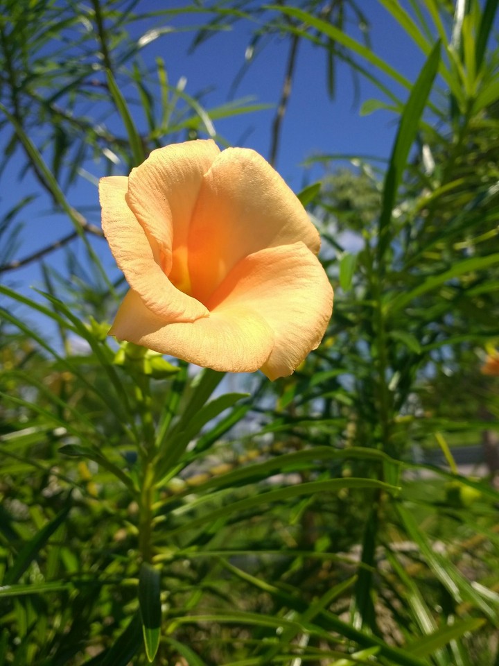 Flor Naranja