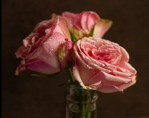 Roses