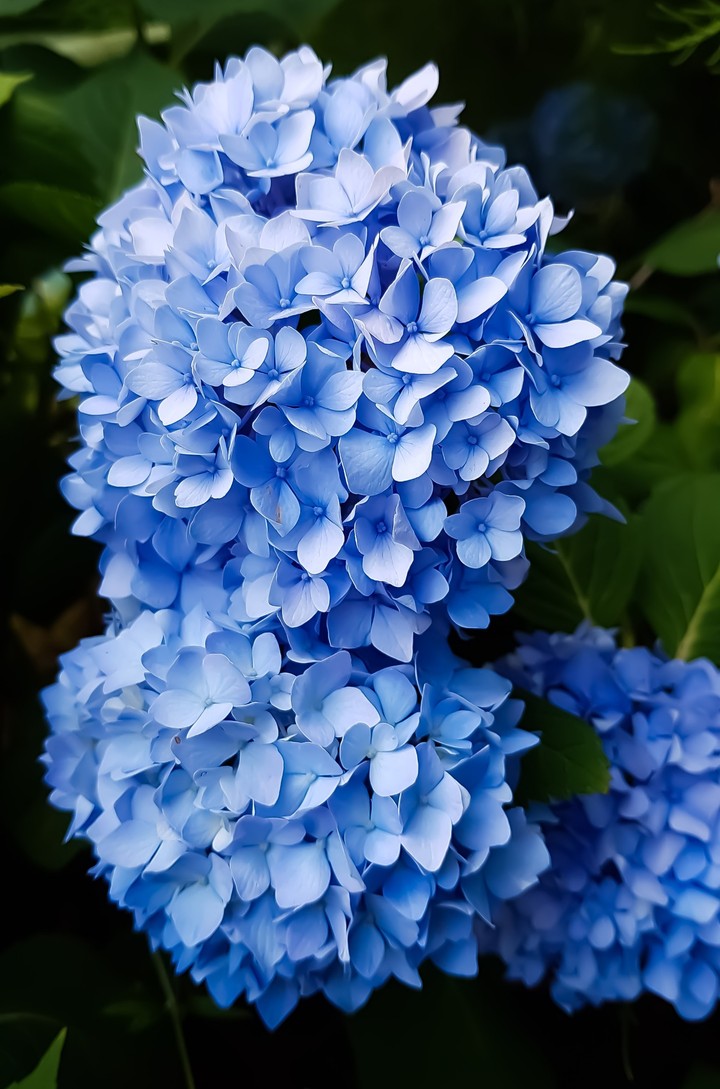 Flower Power
