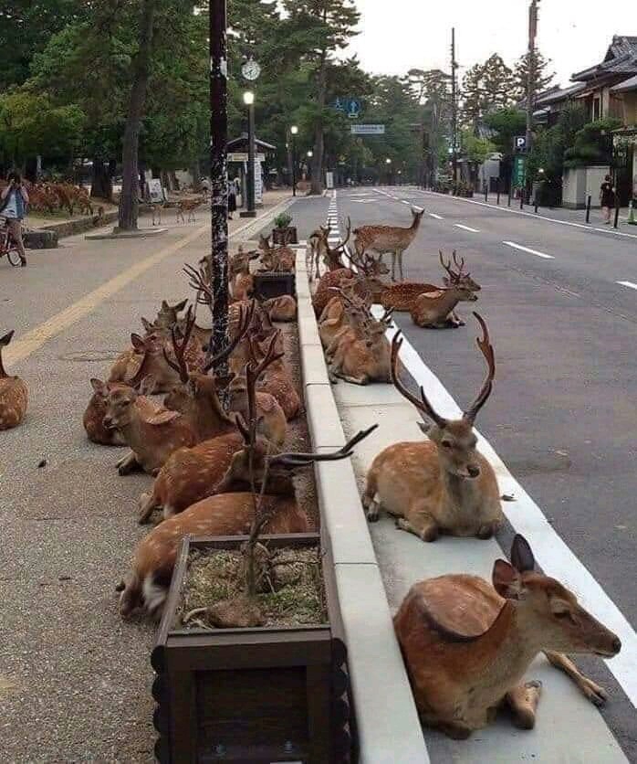 Deer on Road
