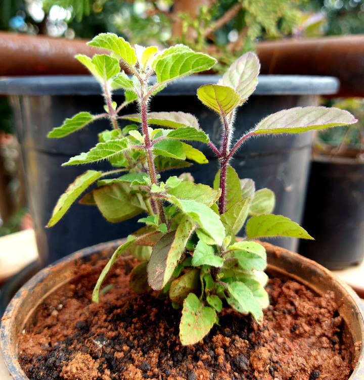 Holy Basil - Tulsi plant