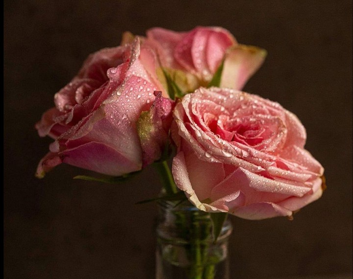 Roses