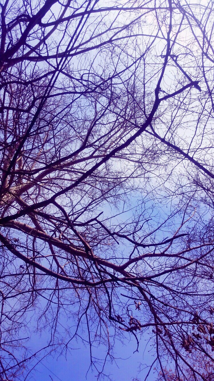 ветки