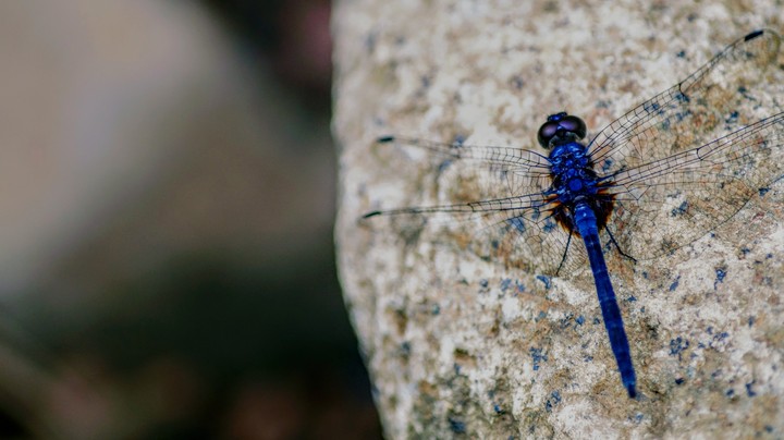 #nature #photography #chatur#dragonfly #wallpaper #2017