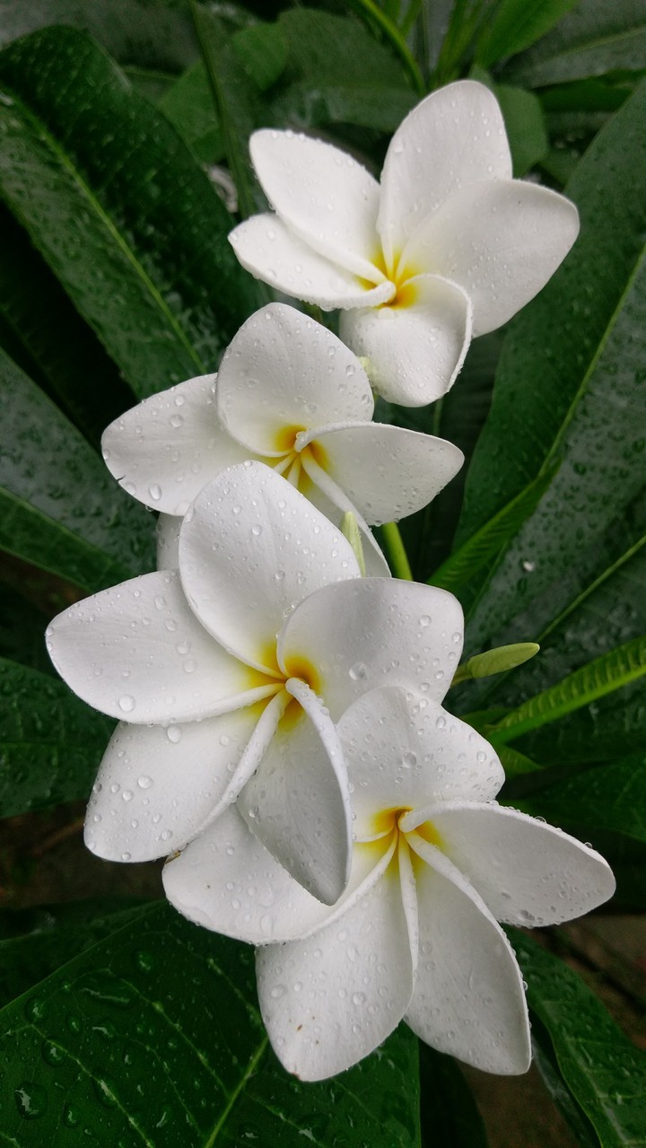 কাঠগোলাপ