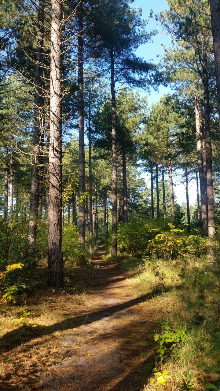 Forest in autumn