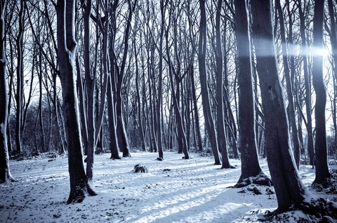 Winter Forest