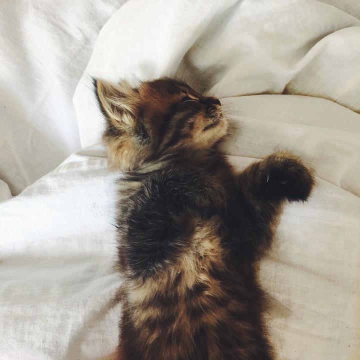 Котёнок 