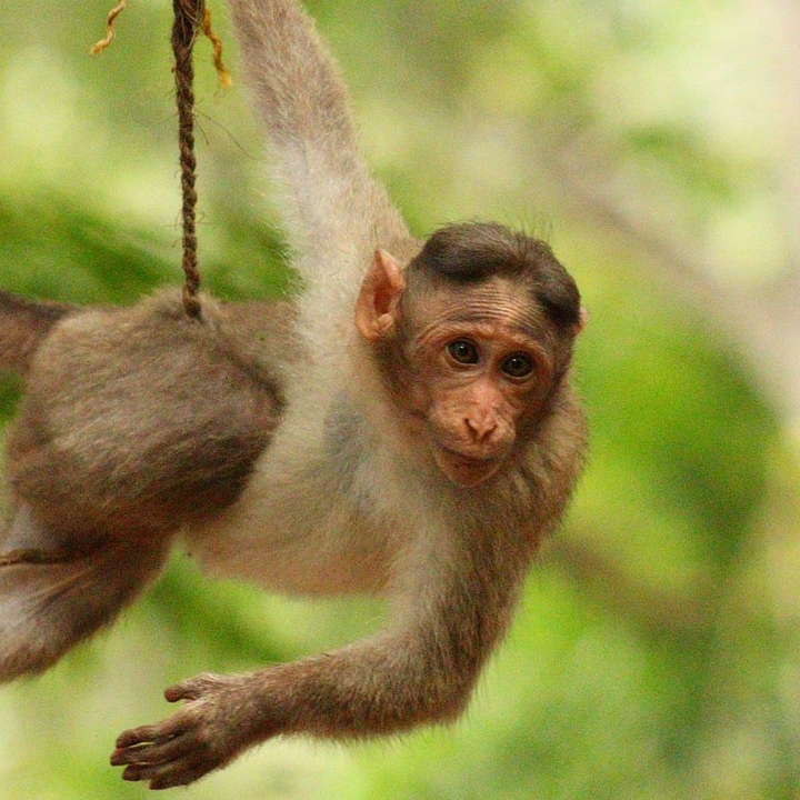 the one curious baby ape that i spotted....