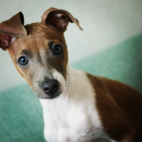 tapety canidae, whiskers