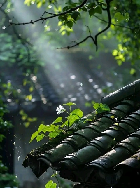רקעים vegetation, botany