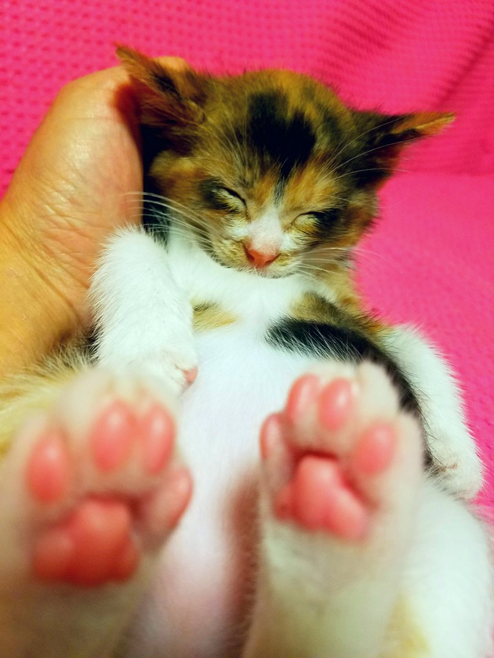 kitty