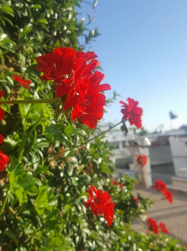 Seaside Flowers