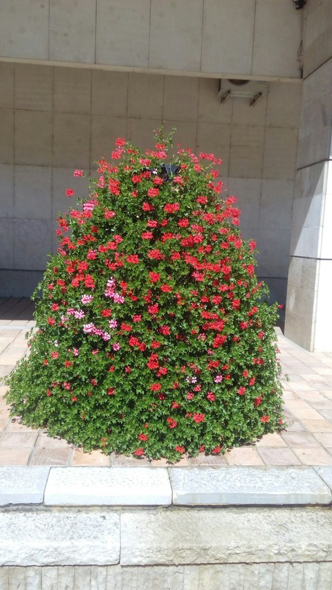 flower - BG