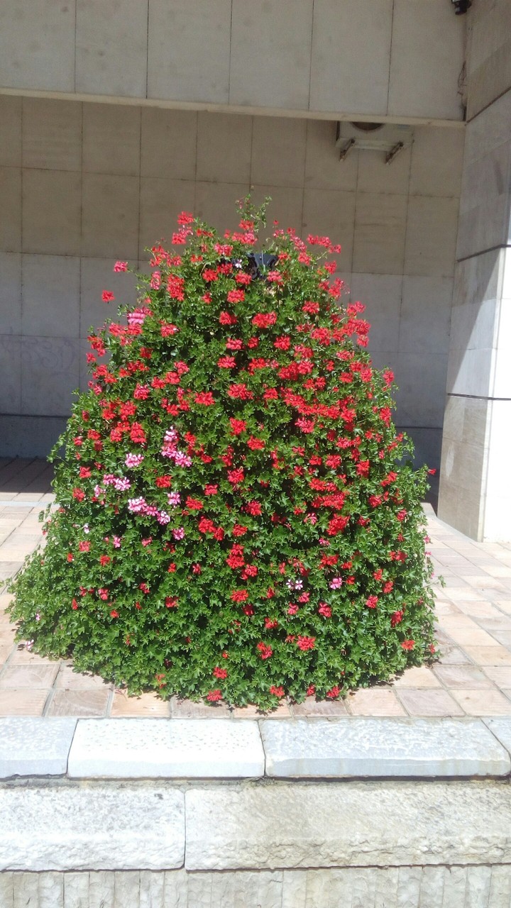 flower - BG