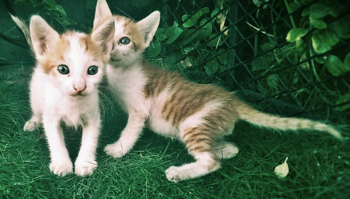 Kitten