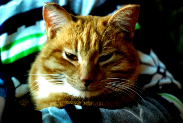 котик