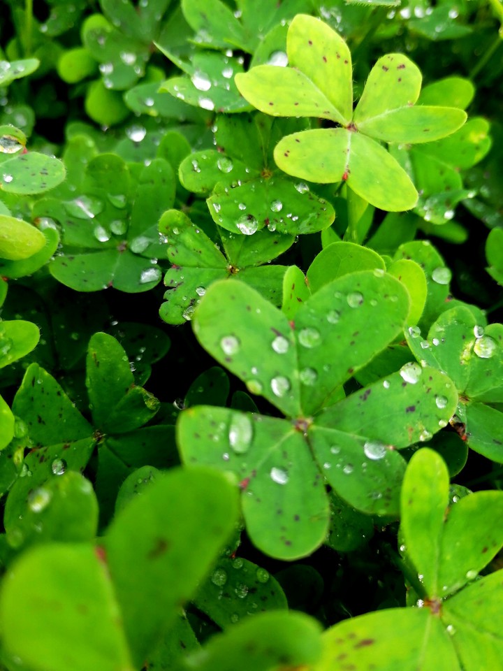drops