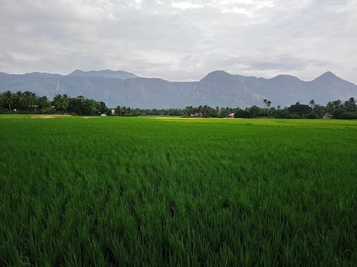 A Click from #entepalakkad