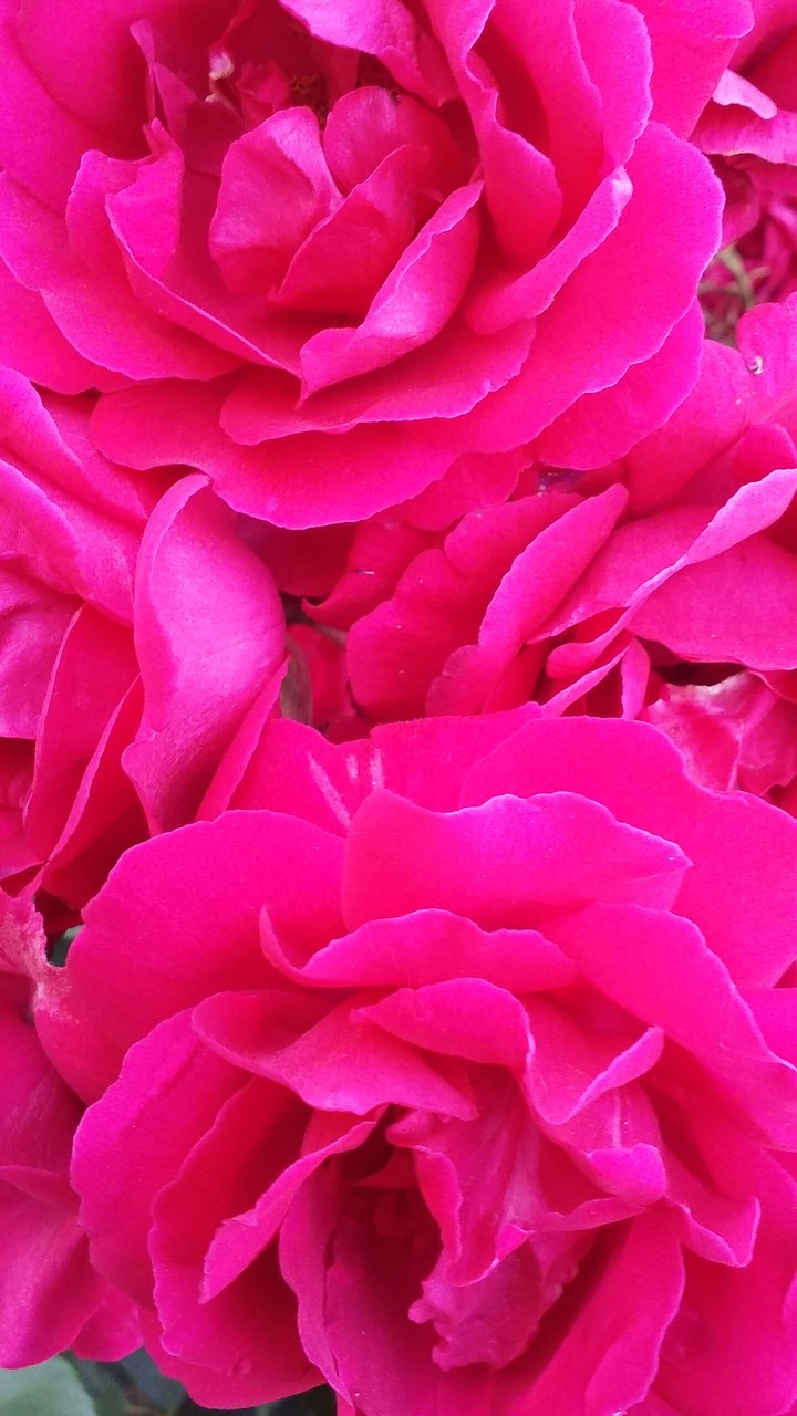 Roses