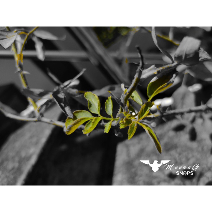 green leaves