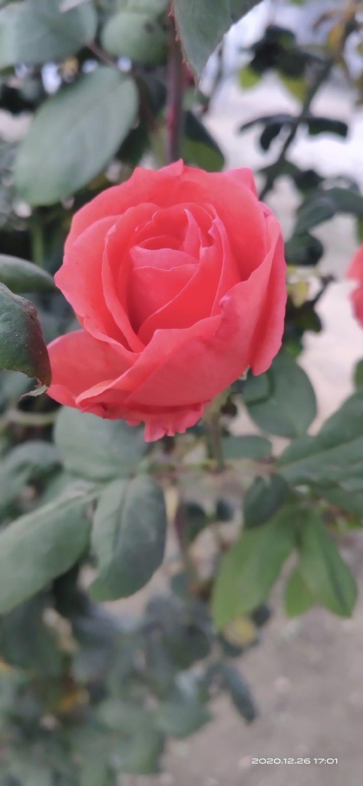flower ??
