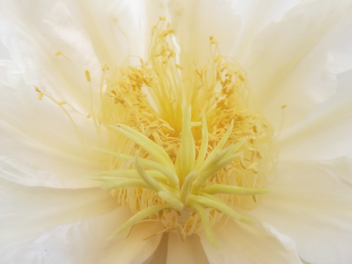 Flor blanca
