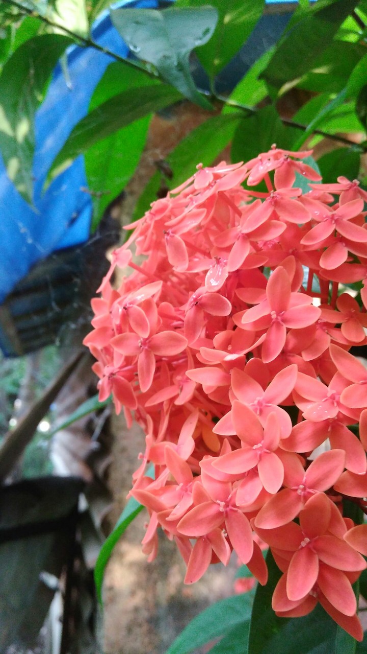 red Beauty