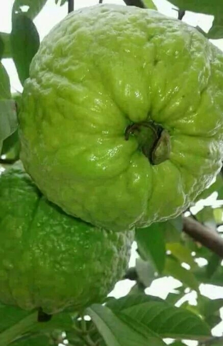 I'm just like you. I enjoy the forbidden fruits in life, too