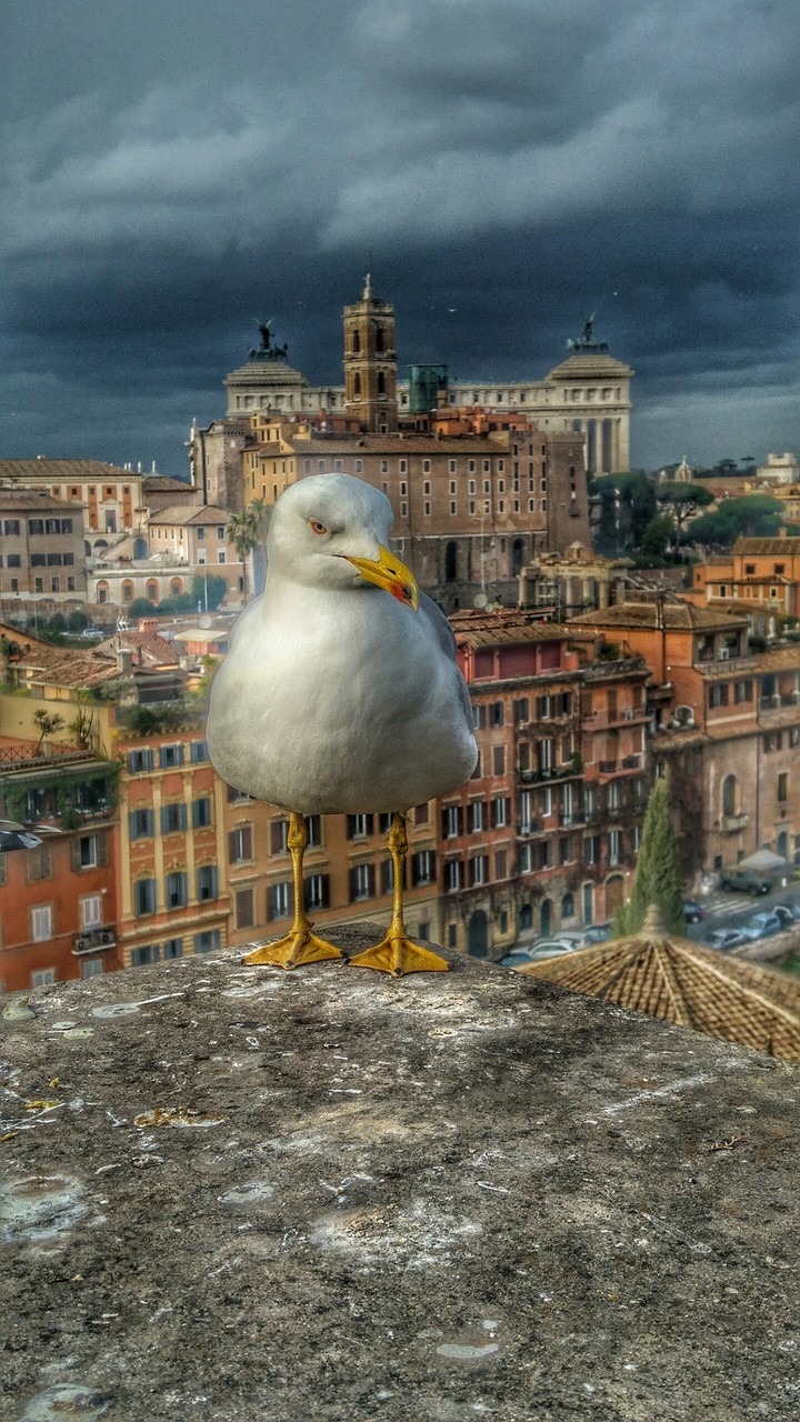 angry birds