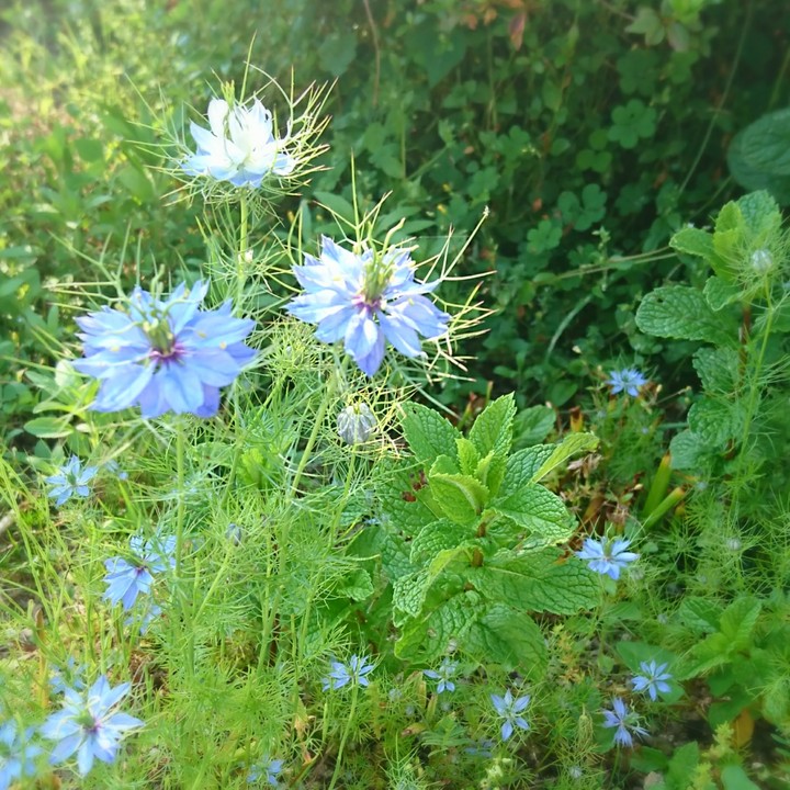 flowers