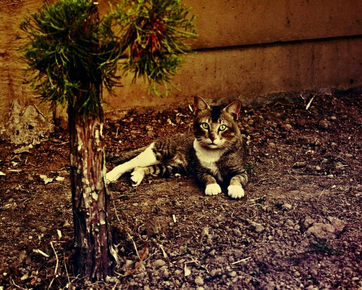 vintage cat