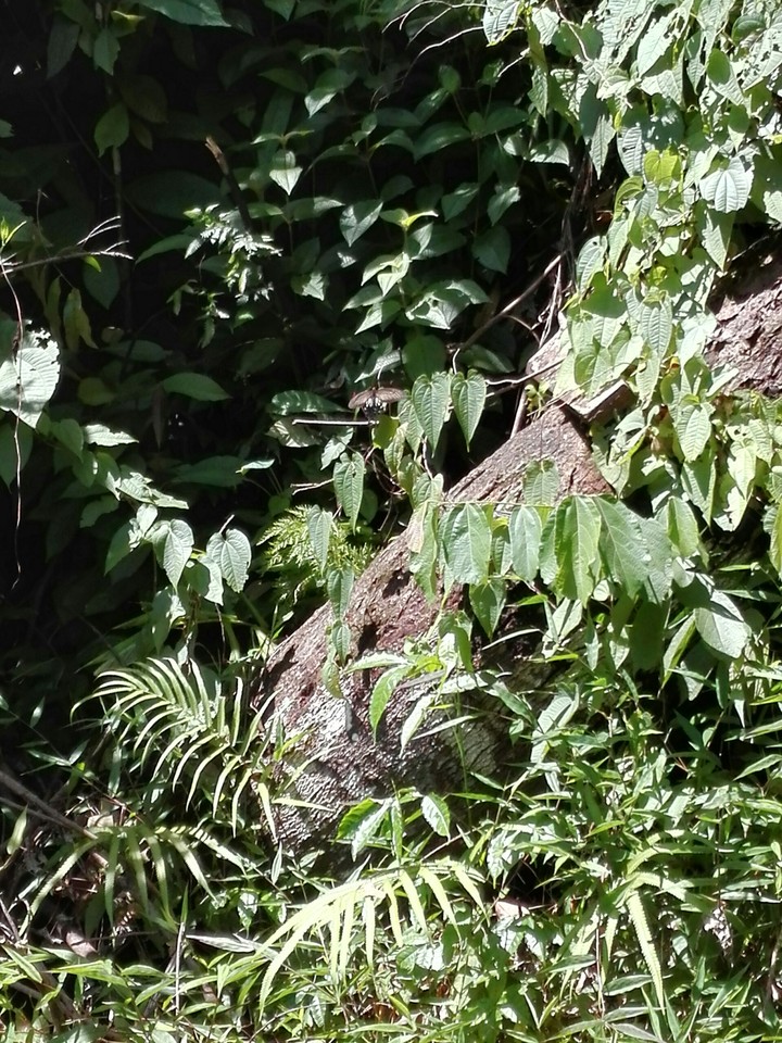 Spot the Butterfly, Kathu Waterfalls, Phuket Thailand