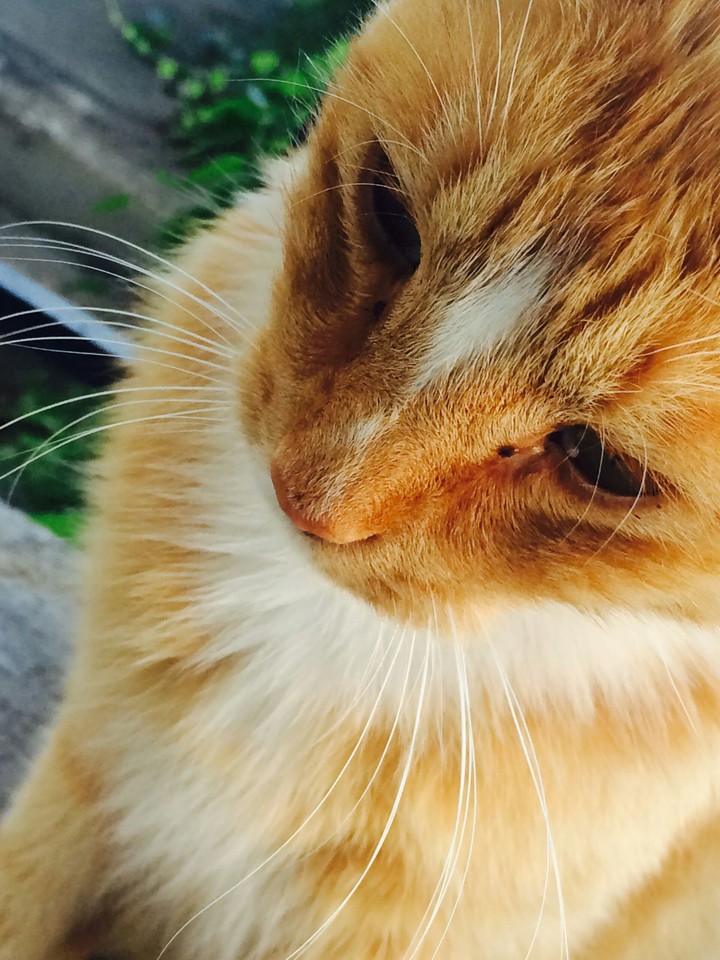 Tabby cat named Freddy