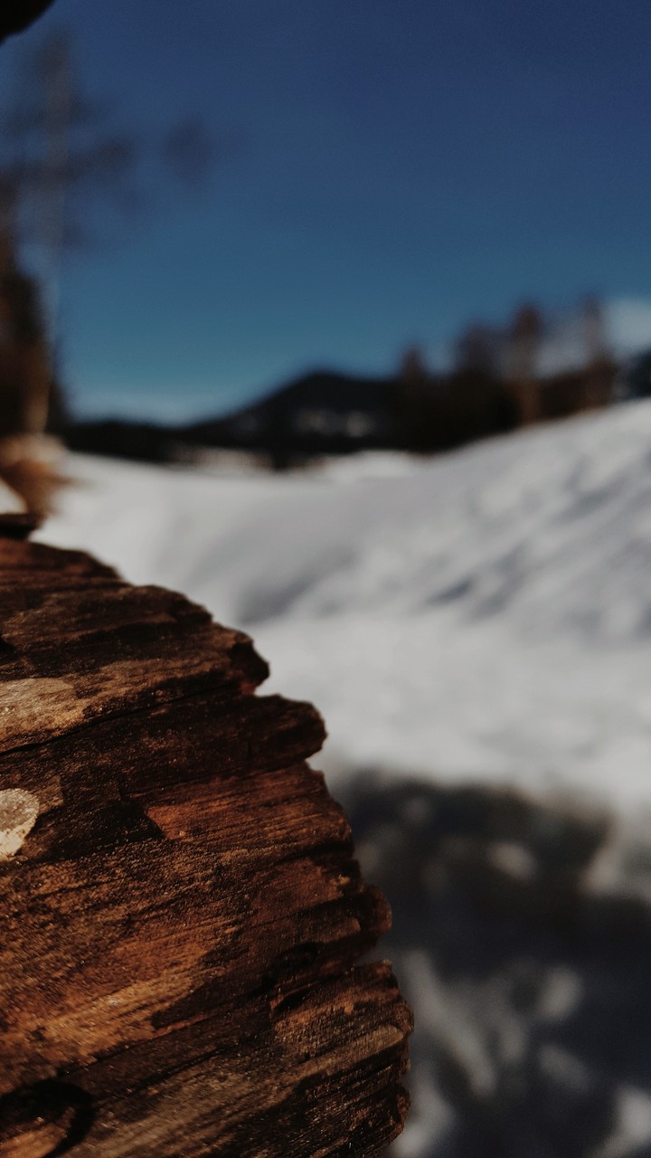 Holz