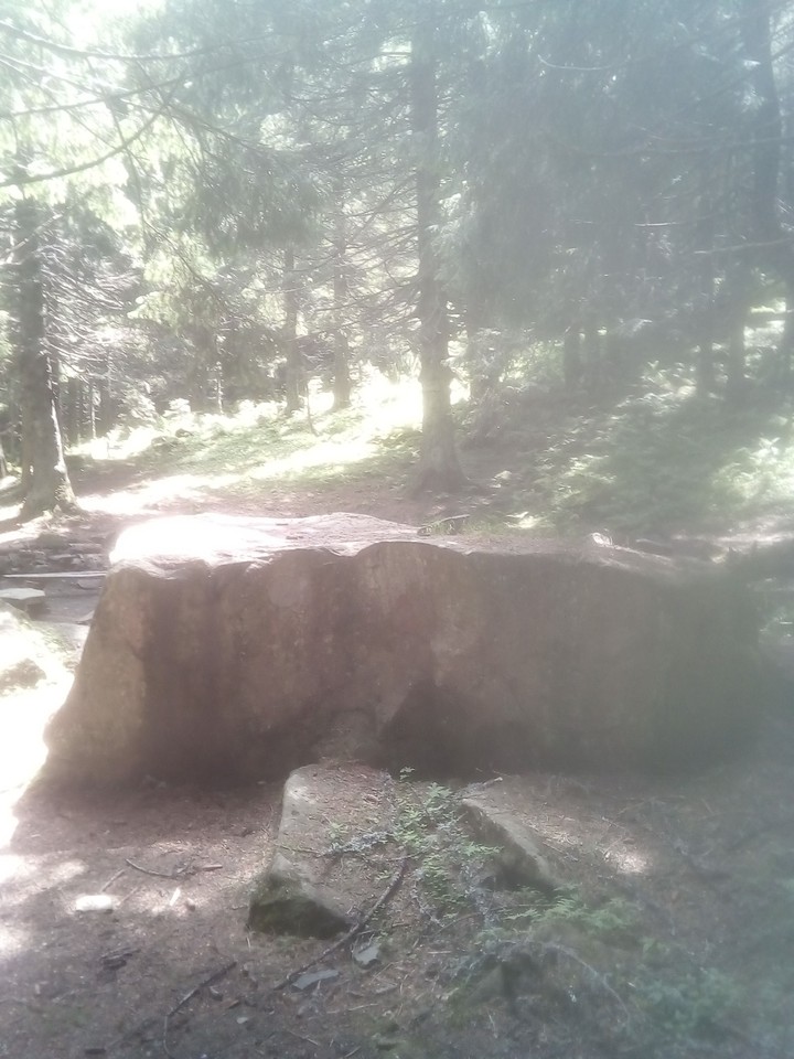 ліс