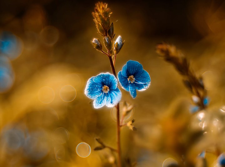 Bokeh