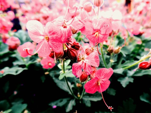 shrub, flower duvar kağıtları