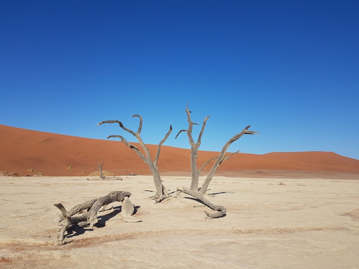 Desert tree