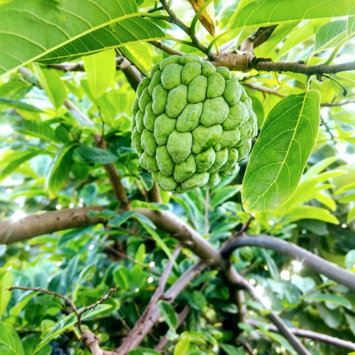 fruits
