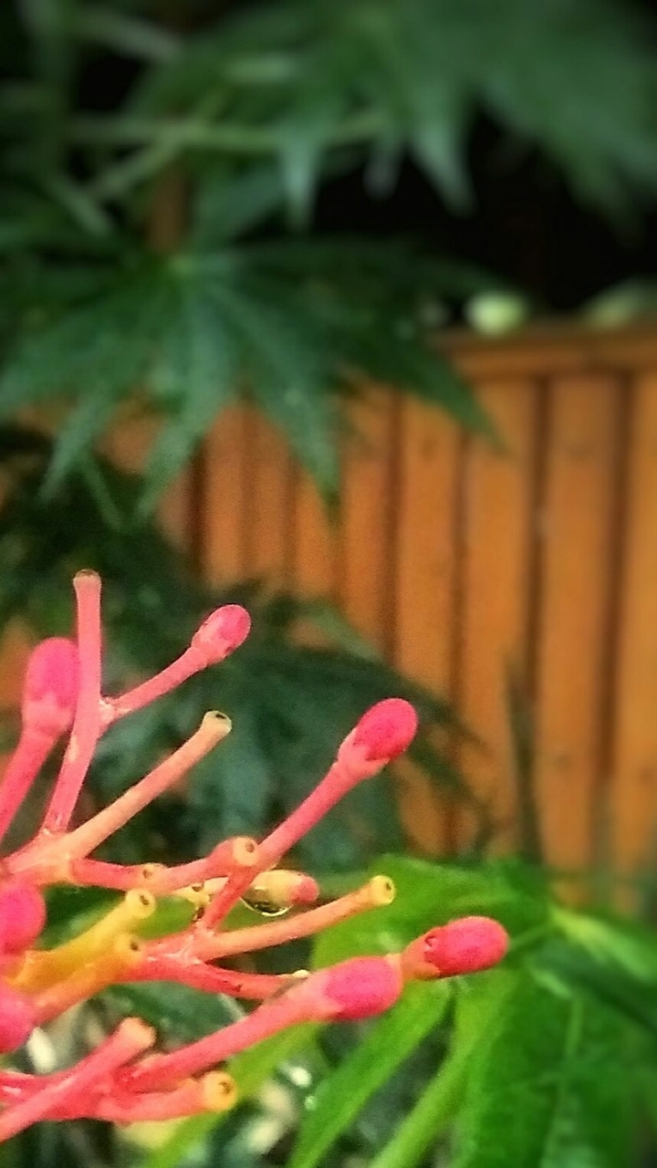 flower