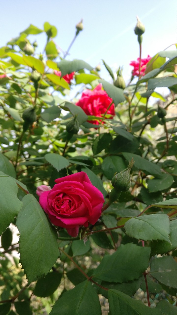 roses