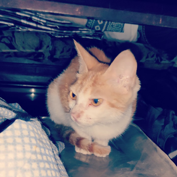 kitten