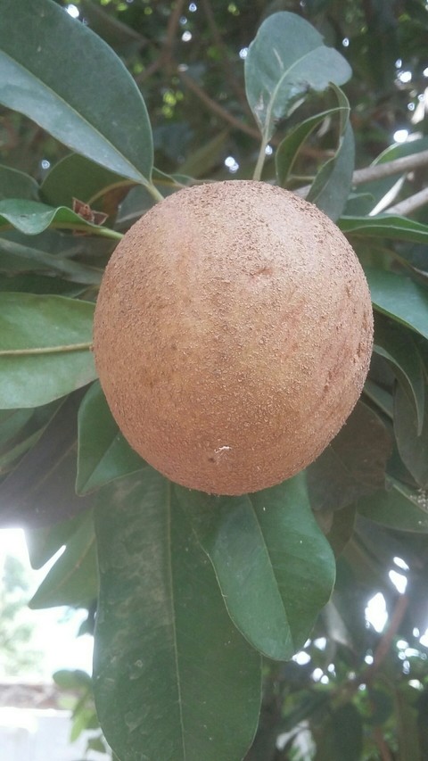 fruit