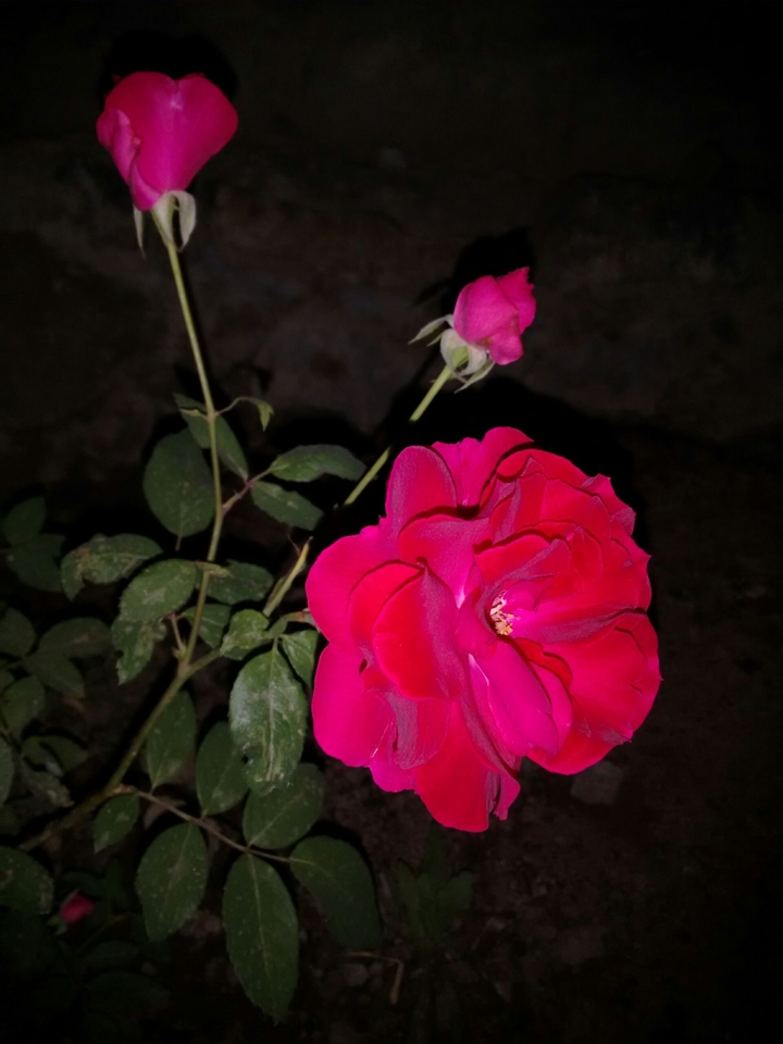 Night ROSE