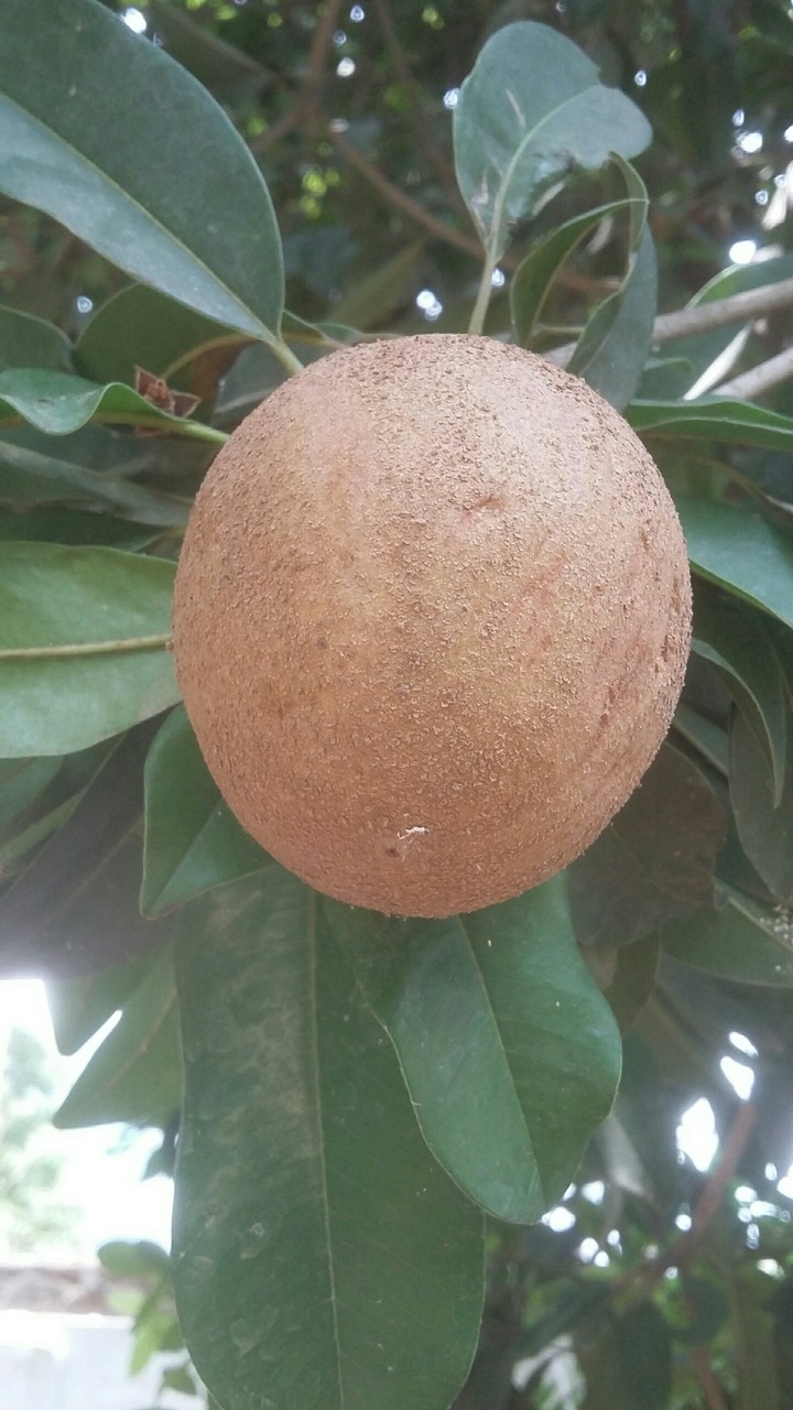fruit