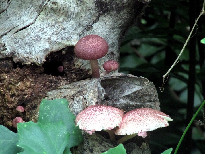 mushroom
